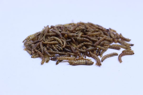 Mehlwürmer (gefroren), 1 kg Zu verkaufen – Bild 2